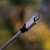 Old Bugs Still Haunt Major Operating Systems